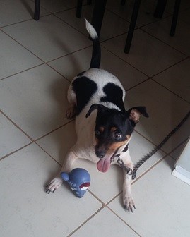 es su pelota preferida es su pelota preferida
